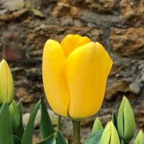 Golden Apeldoorn Tulip (Tulipa Golden Apeldoorn) Hero Img